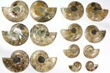 Lot: to Cut Ammonite Fossil Pairs - Pairs #117039-6